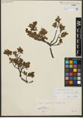 Foto von Salix waldsteiniana Willd.